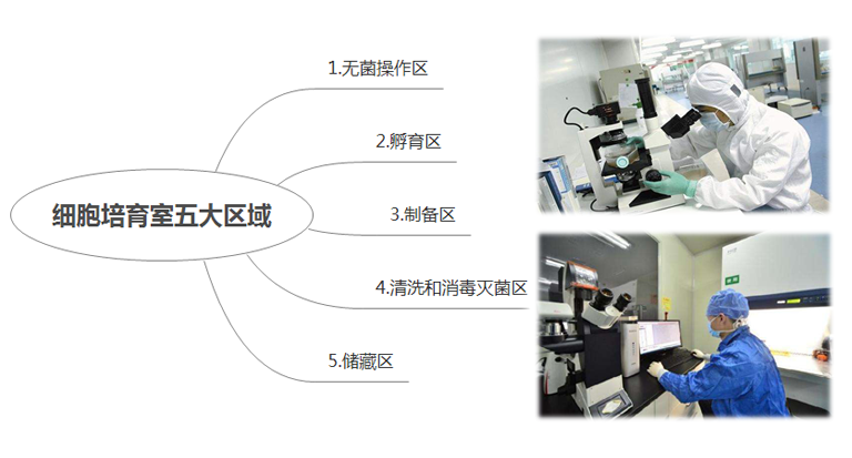 細胞培育室五大區(qū)域潔凈度的實驗室規(guī)劃